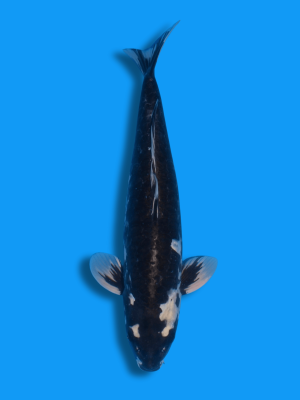 Big Scale Gin Kumonryu | Koi&Co.